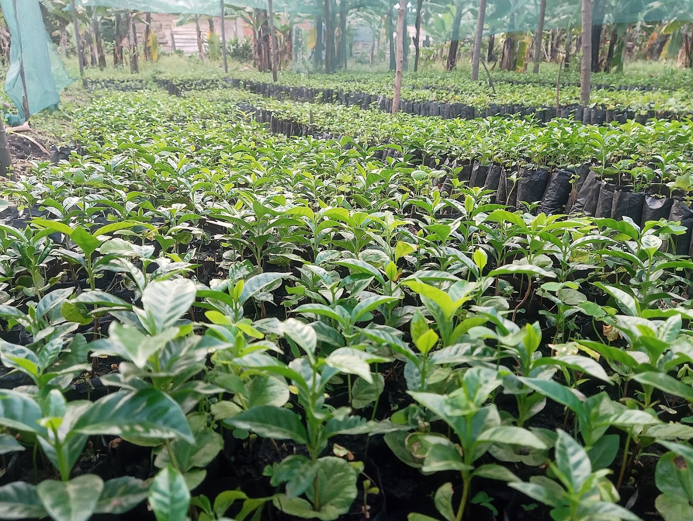 Rows of young coffee seedlings under shade netting at a partner nursery