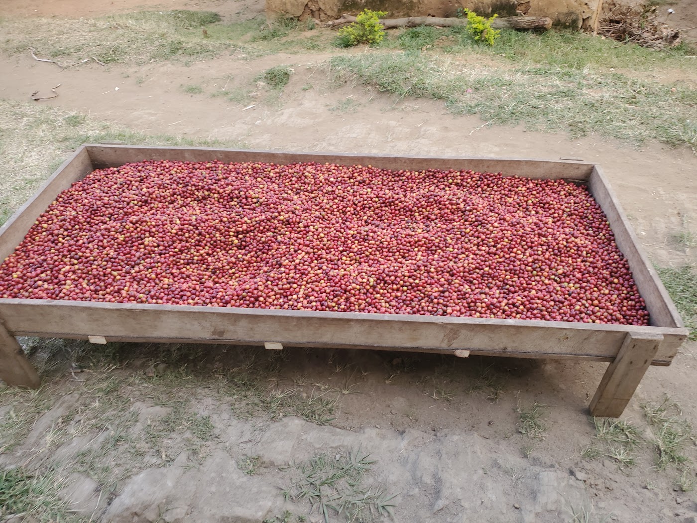 Raised wooden drying bed filled with coffee cherries at a partner farm