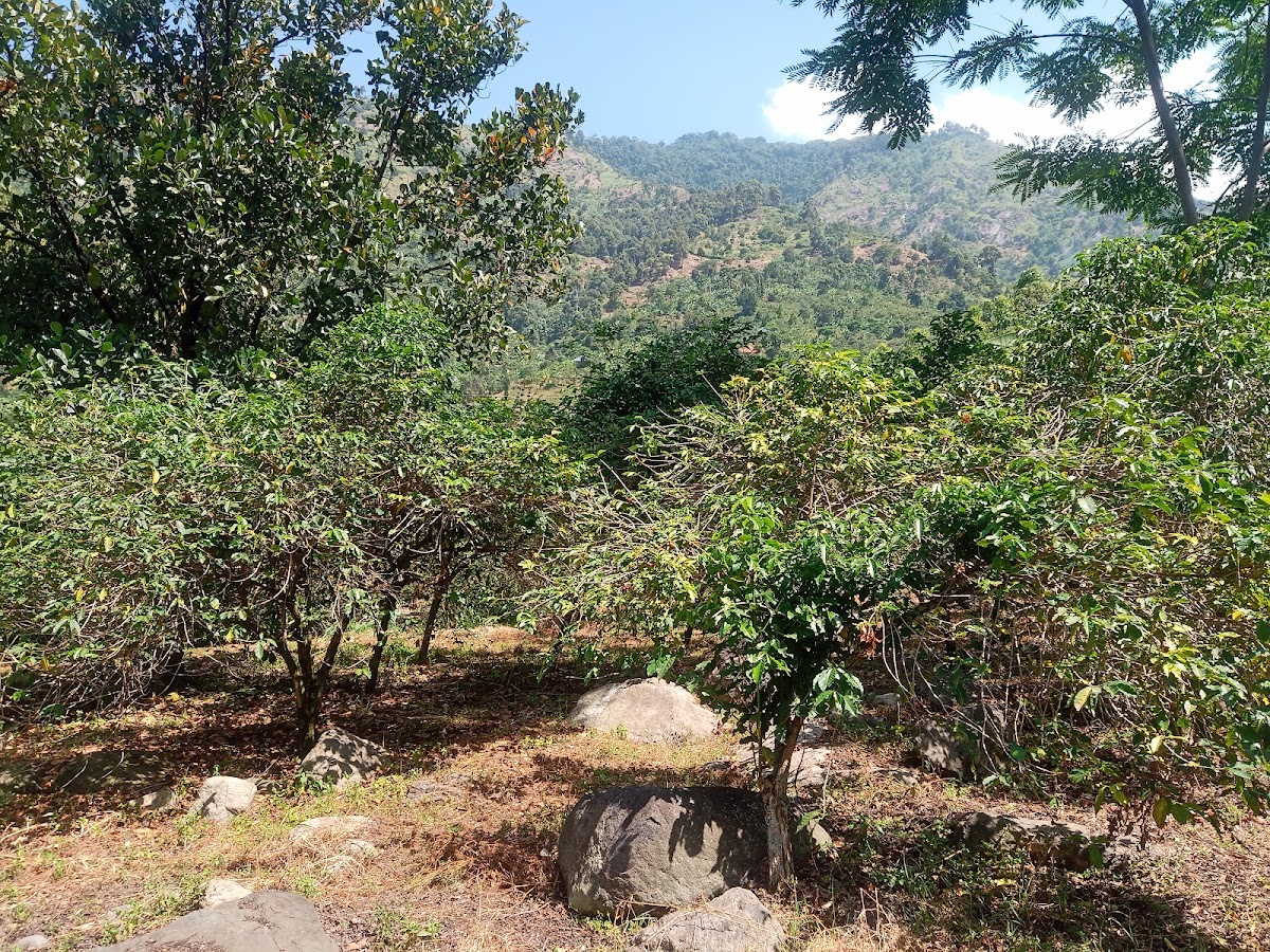 Young coffee trees maturing on a plot with mountain slopes behind
