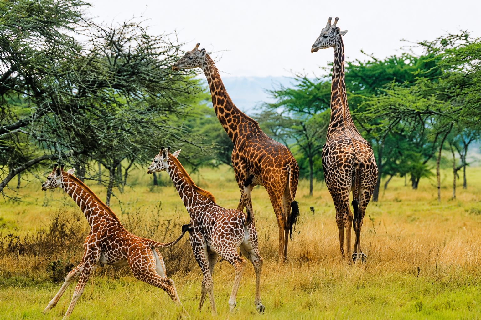 Group of giraffes striding through acacia savannah