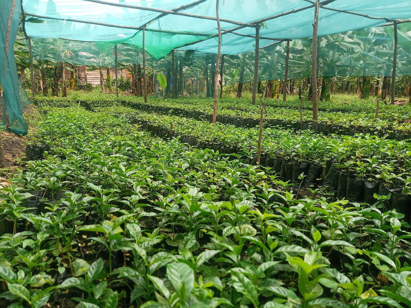 Long beds of young coffee seedlings under green shade netting