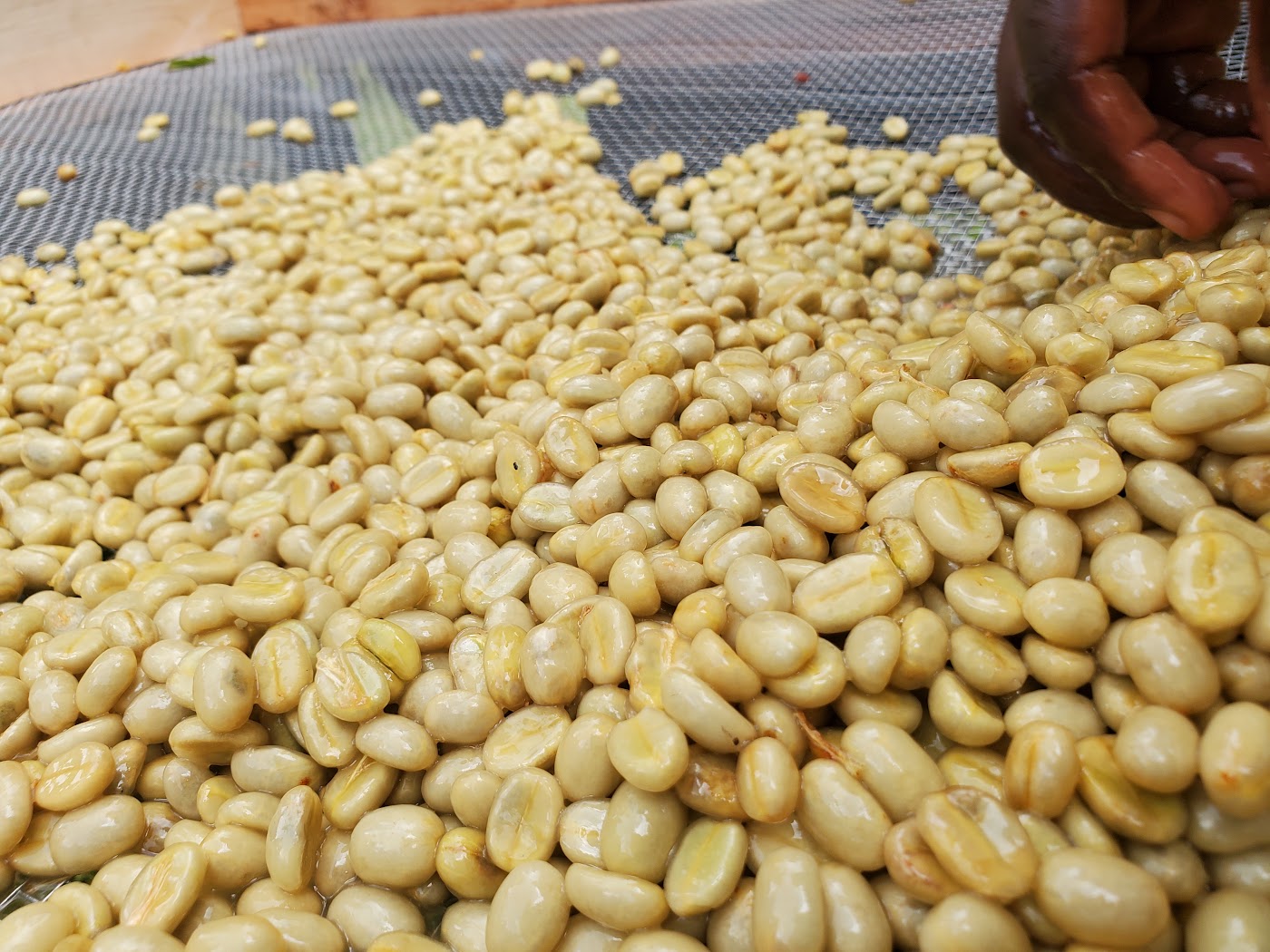 Hand spreading freshly washed parchment coffee across a drying screen