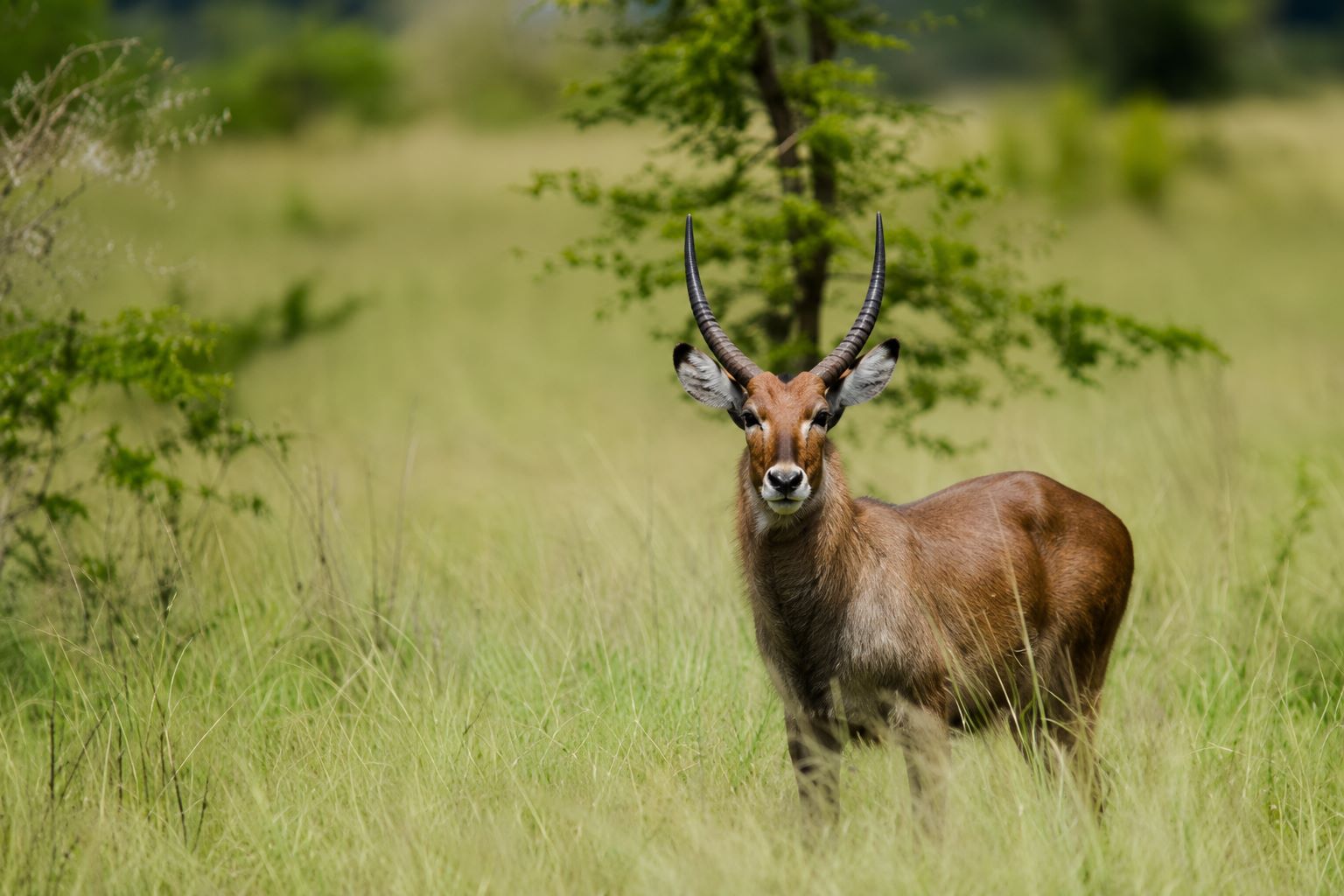 Waterbuck with long curved horns standing in tall savannah grass